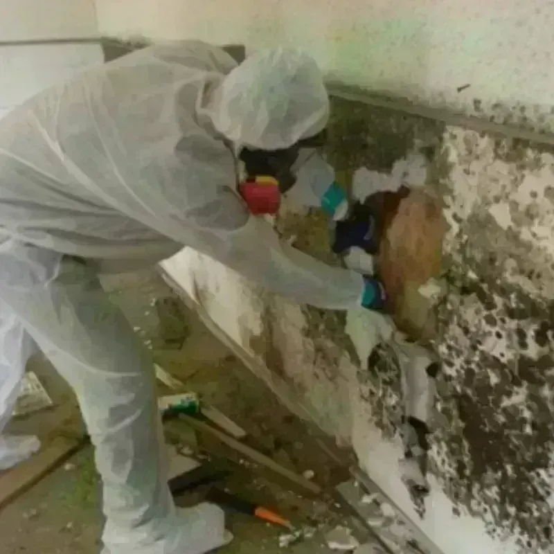 Mold Remediation and Removal in Baton Rouge, LA